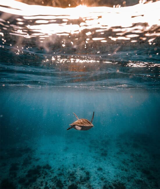 Sustainability mission image